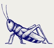 Sprinkhaneninsect De stijl van de krabbel vector illustratie Sprinkhaneninsect De stijl van de krabbel vector illustratie