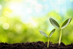 Sprout novo foto de stock royalty free Sprout novo foto de stock royalty free