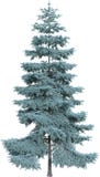 Spruce Fir Pine Tree, Isolated