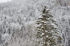 Spruce Forest In Winter Royalty Free Stock Images Spruce Forest In Winter Royalty Free Stock Images