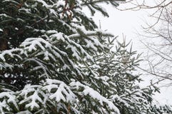 Spruce in the snow during blizzard. Winter has come royalty free stock image Spruce in the snow during blizzard. Winter has come royalty free stock image