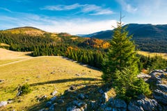 Spruce tree on a cliff stock photos Spruce tree on a cliff stock photos