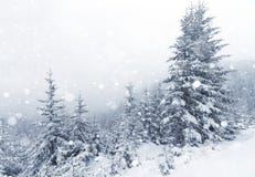 Spruce Tree Foggy Forest Covered By Snow In Winter Landscape. Royalty Free Stock Photography