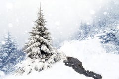 Spruce Tree Foggy Forest Covered By Snow In Winter Landscape. Stock Image Spruce Tree Foggy Forest Covered By Snow In Winter Landscape. Stock Image