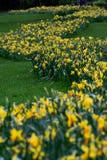 Spur von gelben Blumen lizenzfreies stockfoto Spur von gelben Blumen lizenzfreies stockfoto