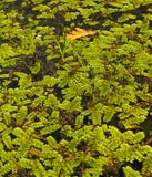 Spławowej paproci Salvinia natans na wody powierzchni fotografia stock Spławowej paproci Salvinia natans na wody powierzchni fotografia stock