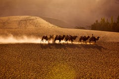 Squadra dei cammelli in deserto immagini stock libere da diritti Squadra dei cammelli in deserto immagini stock libere da diritti