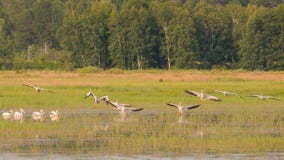 Squadron of American white pelicans flying during the summer in the Crex Meadows Wildlife Area - mainly wetlands area royalty free stock photos Squadron of American white pelicans flying during the summer in the Crex Meadows Wildlife Area - mainly wetlands area royalty free stock photos