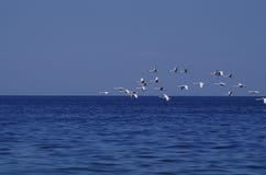 Squadrone del cigno immagini stock libere da diritti Squadrone del cigno immagini stock libere da diritti