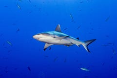 Squalo grigio pronto ad attaccare underwater immagine stock libera da diritti Squalo grigio pronto ad attaccare underwater immagine stock libera da diritti