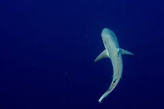 Squalo grigio pronto ad attaccare underwater nella vista blu dalla cima fotografia stock libera da diritti Squalo grigio pronto ad attaccare underwater nella vista blu dalla cima fotografia stock libera da diritti
