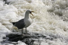 Squawking чайка в завихряясь воде стоковая фотография rf Squawking чайка в завихряясь воде стоковая фотография rf