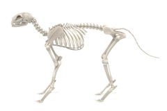 Squelette chat 3d