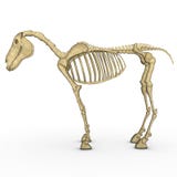 Squelette de cheval illustration de vecteur Squelette de cheval illustration de vecteur