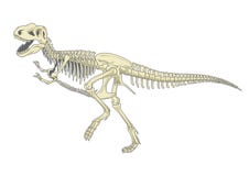 Squelette de T-rex illustration de vecteur Squelette de T-rex illustration de vecteur
