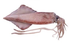 Squid Royalty Free Stock Images