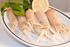 Squilla Mantis Stock Photo Squilla Mantis Stock Photo