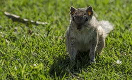Squirrel Royalty Free Stock Images Squirrel Royalty Free Stock Images