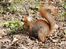 Smal funny squirrel sitting on ground and holding and eating nut. royalty free stock images Smal funny squirrel sitting on ground and holding and eating nut. royalty free stock images