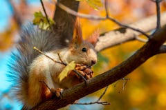 Squirrel eats a walnut on a tree branch stock photos Squirrel eats a walnut on a tree branch stock photos