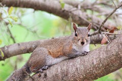 Squirrel stock images Squirrel stock images