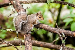 Squirrel In The Wilderness Stock Image