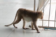 Squirrel monkey walking in building Royalty Free Stock Image Squirrel monkey walking in building Royalty Free Stock Image