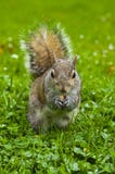 Squirrel with a nut stock photography Squirrel with a nut stock photography