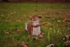 Squirrel in NYC stock images Squirrel in NYC stock images