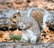 Squirrel On A Stump With A Hazel-nut Stock Image