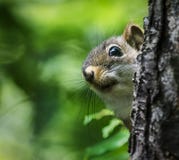 squirrel-peeking-around-tree-curious-peeks-forest-69155221.jpg