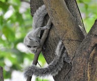 Squirrel playing Hide and seek stock photos Squirrel playing Hide and seek stock photos