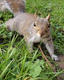 Squirrel royalty free stock images Squirrel royalty free stock images