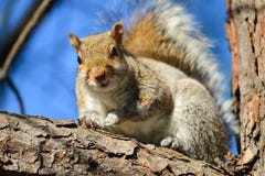 Squirrel on tree branch Royalty Free Stock Image Squirrel on tree branch Royalty Free Stock Image
