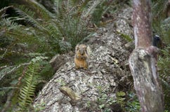 Squirrel On Tree Eating Closeup In Leach Botanical Garden Stock