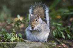 Squirrel ; With Nut Stock Photo