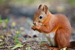 Squirrel животное природы любимчиков красного меха смешное на том основании одичалое тематическое Squirrel животное природы любимчиков красного меха смешное на том основании одичалое тематическое