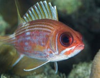 Squirrelfish Fotos de Stock Squirrelfish Fotos de Stock