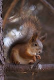 The squirrell on the branch royalty free stock photos The squirrell on the branch royalty free stock photos