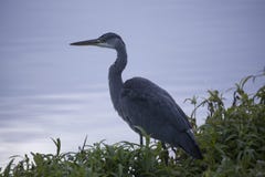 Sr. Grey Heron imagem de stock royalty free Sr. Grey Heron imagem de stock royalty free