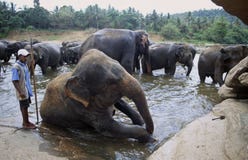 Sri Lanka: Elephants taking a bath in the river near Phinawela Elephant Orphanage royalty free stock images Sri Lanka: Elephants taking a bath in the river near Phinawela Elephant Orphanage royalty free stock images