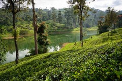 Sri Lanka et x27 ; domaines de thé de s image stock Sri Lanka et x27 ; domaines de thé de s image stock