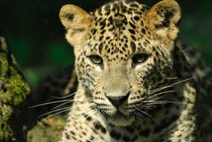 Sri Lanka Leopard Stock Photo