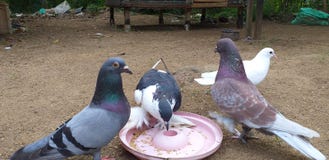 Sri Lankan pigeon species royalty free stock photo Sri Lankan pigeon species royalty free stock photo