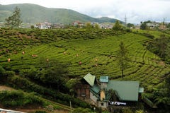 Sri Lankas berühmte blaue Teeplantagenarbeitskräfte lizenzfreies stockfoto Sri Lankas berühmte blaue Teeplantagenarbeitskräfte lizenzfreies stockfoto