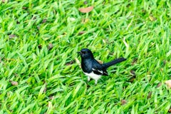 sroka orientalny robin obrazy stock sroka orientalny robin obrazy stock