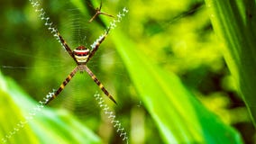 St Andrew et x27 ; s croisent, des repos d'araignée d'Argiope sur le Web, Ko Tao, Thaïlande photo stock St Andrew et x27 ; s croisent, des repos d'araignée d'Argiope sur le Web, Ko Tao, Thaïlande photo stock