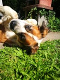 St Bernard Dog imagen de archivo St Bernard Dog imagen de archivo