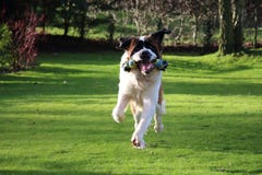 St Bernard Dog Playing With Toy in giardino fotografia stock St Bernard Dog Playing With Toy in giardino fotografia stock