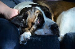 St Bernard se reposant sur dimanche après-midi photo stock St Bernard se reposant sur dimanche après-midi photo stock